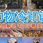 外面卖1699的国外纪录片解说（动物解说、美食、动画片）稳过中视频